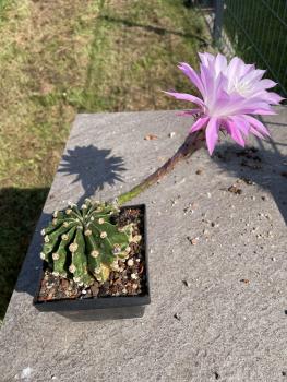 Echinopsis Hybr. violett